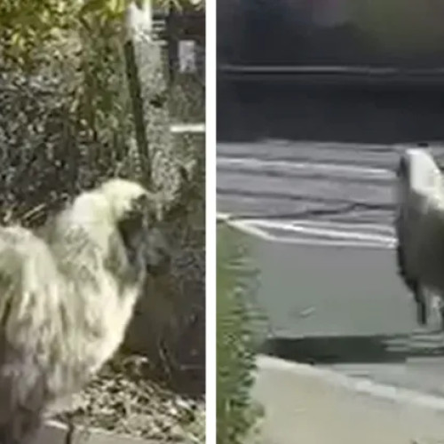 O oaie speriată surprinsă mergând printre mașini pe strada Oașului din Cluj-Napoca