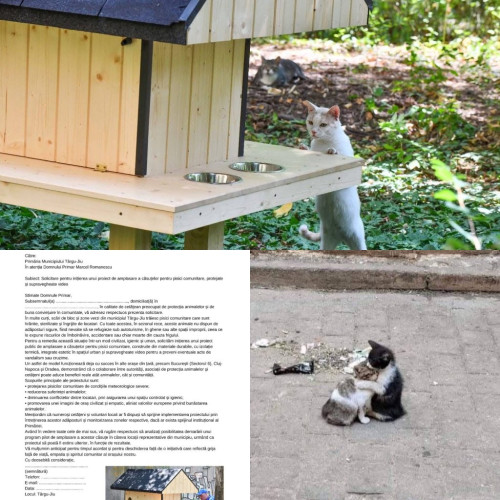 Inițiativă pentru adăposturi pentru pisicile comunitare din Târgu Jiu