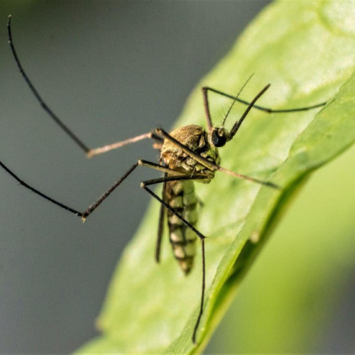 38 de cazuri de infecție cu virusul West Nile înregistrate în România în ultimele luni