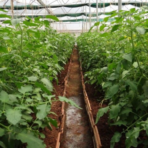 Guvernul simplifică condițiile pentru ajutorul financiar destinat legumicultorilor în spații protejate