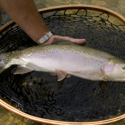 Păstrăvul somonat ar putea fi crescut cu succes în Marea Neagră