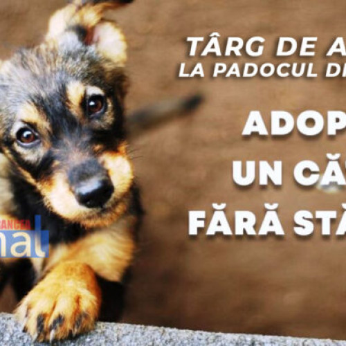 Târg de adopții pentru câini fără stăpân în Focșani, în acest weekend