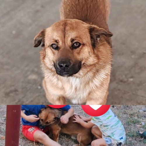 Apel disperat pentru găsirea cățelului Bebe-Ham dispărut în Târgu Jiu