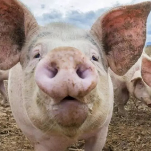 Românii rezervă porci încă din vară pentru sărbătorile de Crăciun