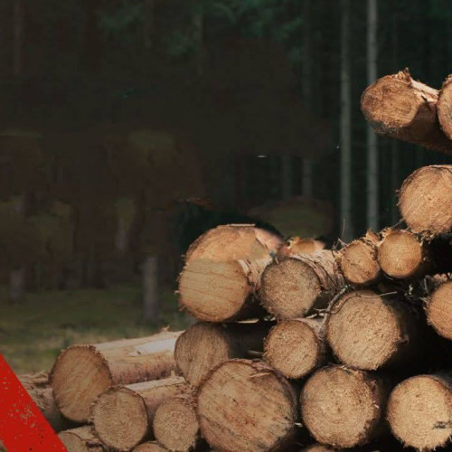 Lemne de foc disponibile pentru locuitorii din Bezdead prin Ocolul Silvic Pucioasa