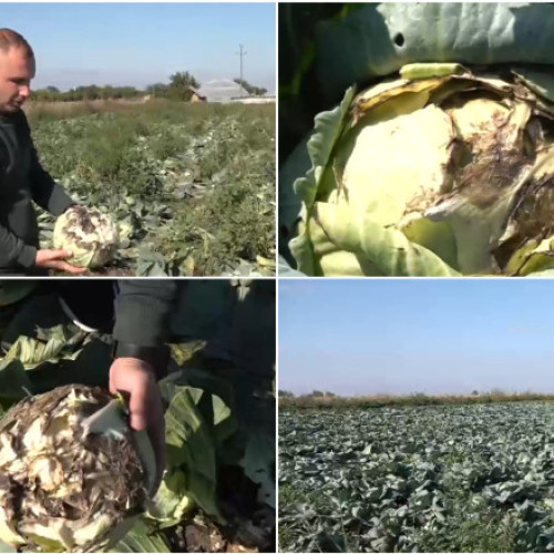 Ploile abundente au compromis peste jumătate din cultura de varză în Dolj