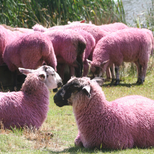 Oaia cu lână roz, creație românească, va fi omologată în 2024