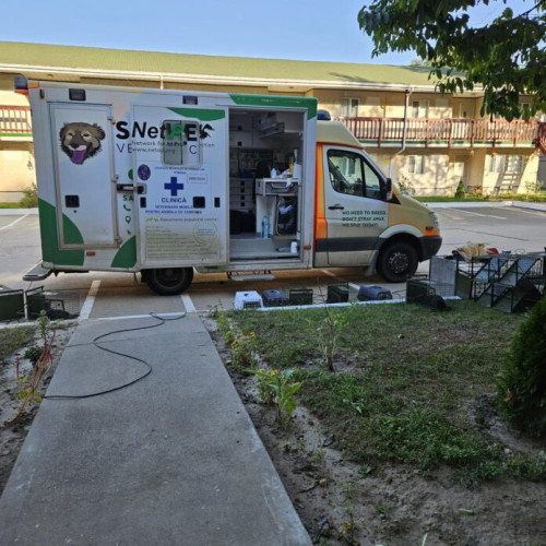 Bucureștiul promovează programe sustenabile pentru protejarea pisicilor comunitare