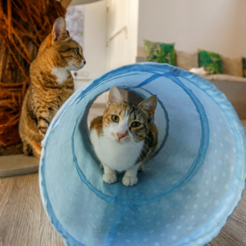 Cartele de metrou din București promovează adopția animalelor cu imagini și mesaje