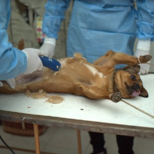 Femeie cercetată după ce a tratat fără drept pisică și câine, animale decedate