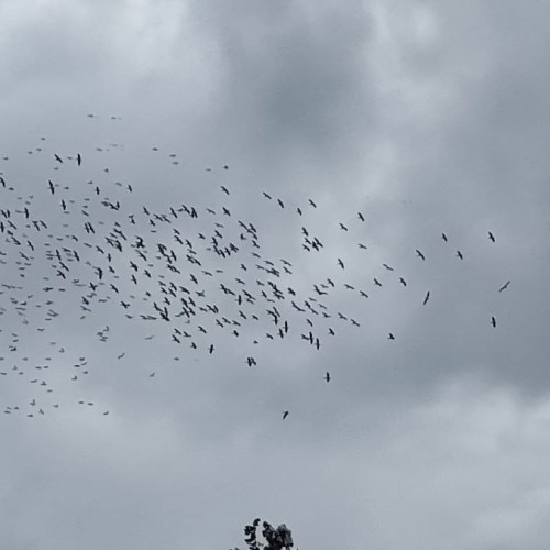 Pelicanii din Dobrogea pornesc în migrația spre ținuturi mai calde