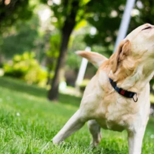 Un locuitor din Florești reclamă zgomotul unui câine care a lătrat toată noaptea