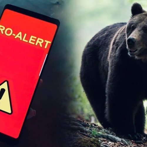Alertă RO-ALERT pentru posibila prezență a unui urs în satul Săteni, Aninoasa