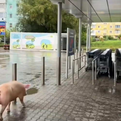 Un porc viu a stârnit amuzamentul clienților la Lidl Victoria