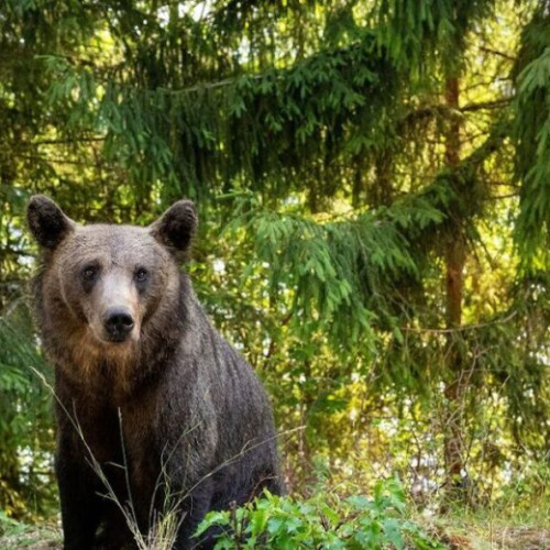Urs văzut în Bistrița, autoritățile dau recomandări locuitorilor