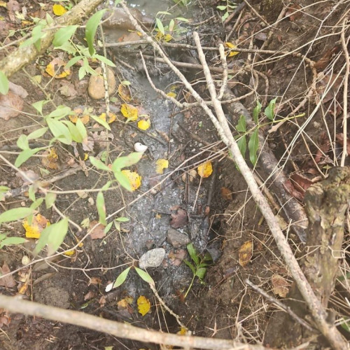 Poluare gravă în Târgu-Cărbunești: ape uzate evacuate ilegal în râul Blahnița