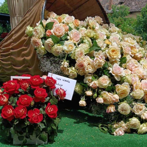 Sărbătoarea Rozelor 2026 din Aiud anunțată pentru 27-28 iunie la Ciumbrud