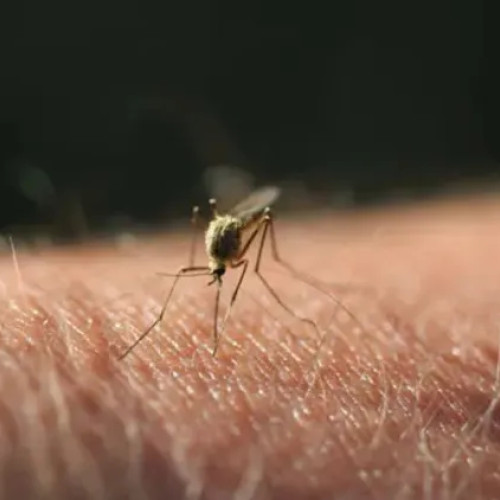 Crește numărul cazurilor de virus West Nile în România, inclusiv în Cluj