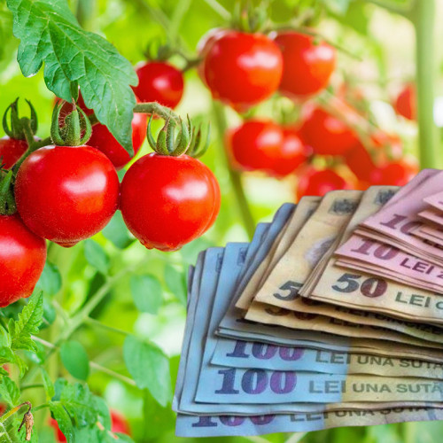 Modificări importante la programele de tomate și usturoi ale României: fermierii vor primi mai devreme jumătate din bani pentru culturi
