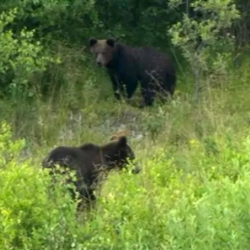 Prefectura Cluj atenționează asupra pericolului animalelor sălbatice în păduri