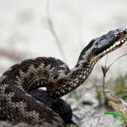 Un șarpe a murit după ce a mușcat un pieton beat din Croația