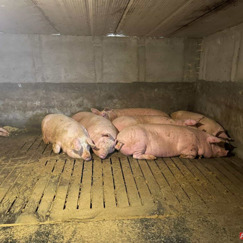 ANSVSA avertizează asupra riscului ridicat de boli la animale în România