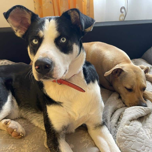 Campania de sterilizare gratuită a câinilor continuă la Alba Iulia până în decembrie