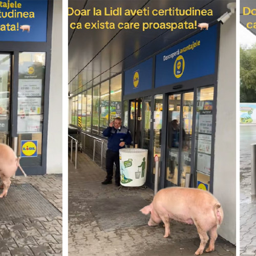 Paznicul din Victoria surprins discutând despre un porc găsit în oraș