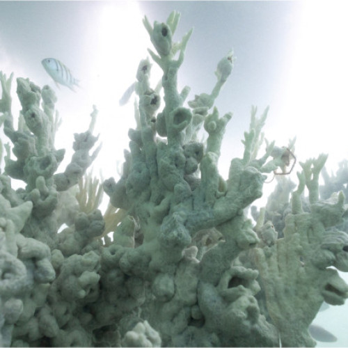 Planeta a atins primul prag catastrofal din cauza emisiilor și recifele de corali sunt în pericol