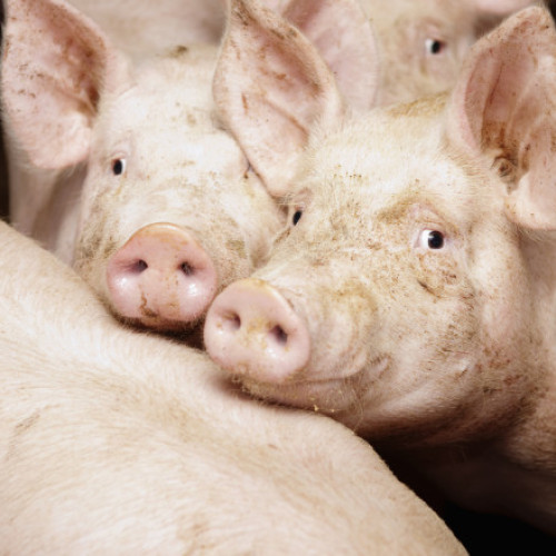 Tot mai mulți români își rezervă porcul de Crăciun încă din octombrie în Oltenia