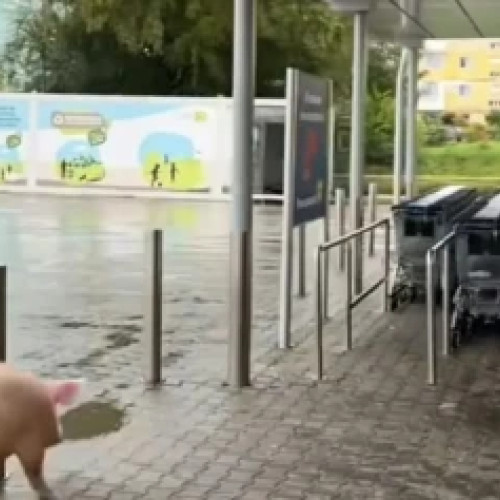 Un porc a încercat să intre într-un Lidl din Victoria, Brașov