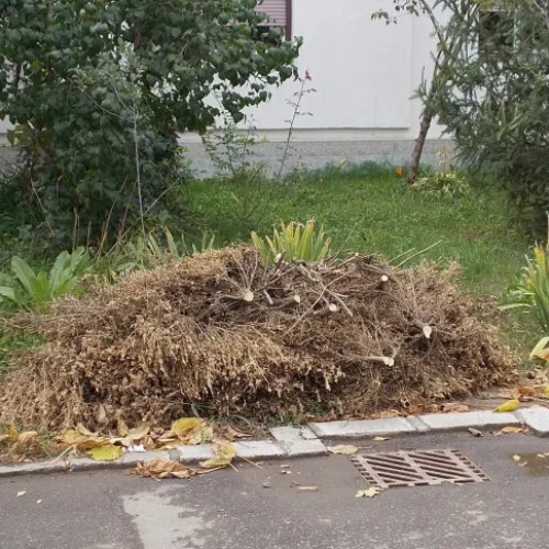 Campanie gratuită de colectare a deșeurilor vegetale în Cluj-Napoca pe durata lunii octombrie