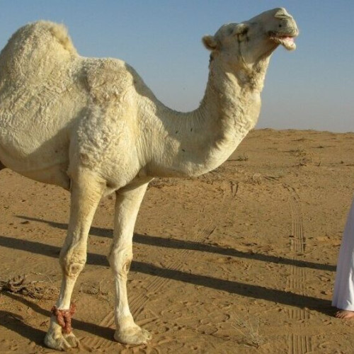 Două tinere din Iași, mușcate de animale sălbatice în vacanță, internate la spital