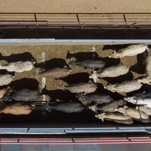 Blocajul propunerii UE privind îmbunătățirea transportului animalelor persistă după doi ani