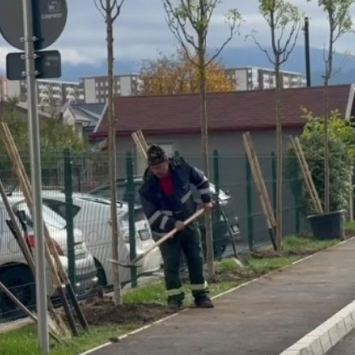 Primăria Brașov a demarat plantarea a 4.000 de arbori în oraș