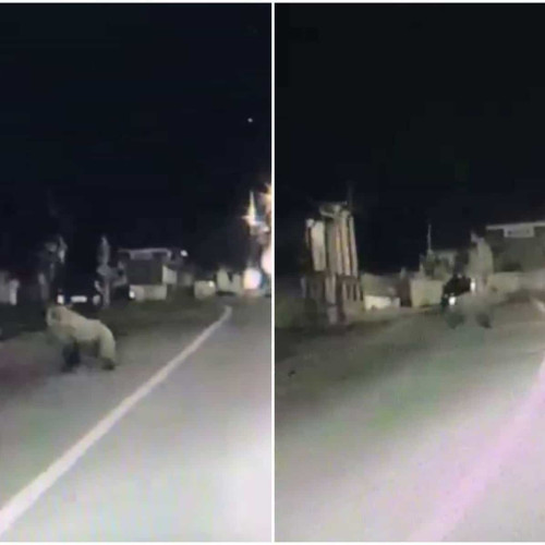 Urs surprins pe strada Blajului din Sântimbru în timpul nopții