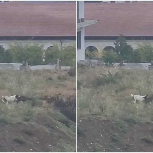 O haită de câini a ucis o căprioară în Alba Iulia, locuitorii cer intervenția autorităților