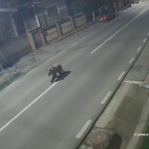 Urs filmat pe strada principală din localitatea Sântimbru în timpul nopții