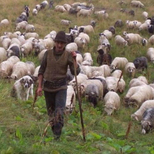 Stațiunea de Cercetare Popăuți oferă posturi de îngrijitori de animale din 2026