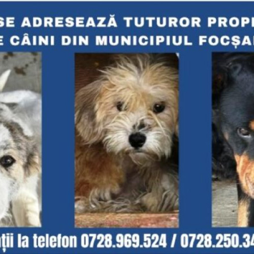 Campanie gratuită de sterilizare a câinilor în Focșani între 20 octombrie și 19 decembrie
