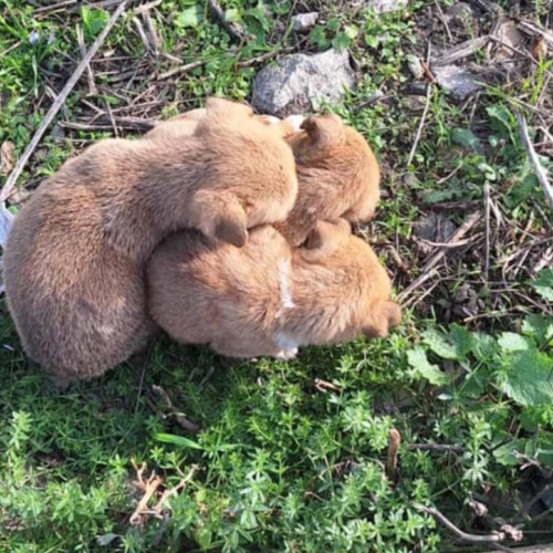 Cățelușă și trei pui abandonați pe un câmp din județul Botoșani, salvați de medici veterinari