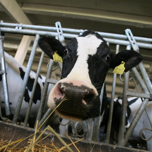 Boala limbii albastre confirmată la o fermă de bovine din Cisnădie, Sibiu