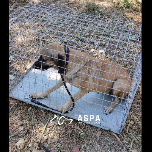 Trei câini fără stăpân capturați în Sector 6 cu ajutorul cetățeanului local