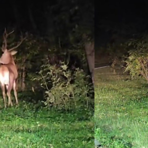 Cerb surprins la marginea drumului în Defileul Jiului