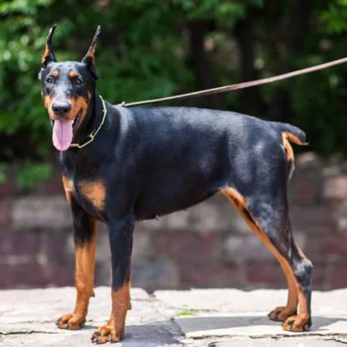 Clujean reclamă plimbarea unui doberman fără botniță în Parcul Farmec