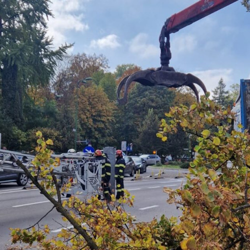 Un bărbat rănit după ce un copac i-a căzut peste utilaj în Brașov