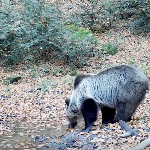 Urs brun surprins la potolit setea în Parcul Natural Apuseni