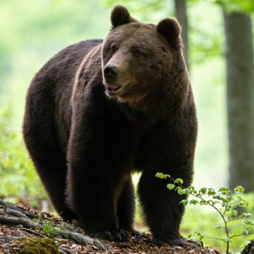 Bărbat de 88 de ani găsit mort pe un deal din Bicaz-Chei cu urme de urs pe picioare