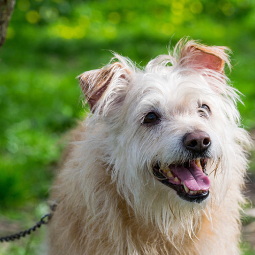 Green Life Recycling asigură servicii pentru gestionarea câinilor fără stăpân în Ovidiu
