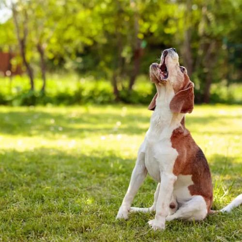 Locuitorii de pe strada Zarandului, deranjați de lătratul continuu al câinilor